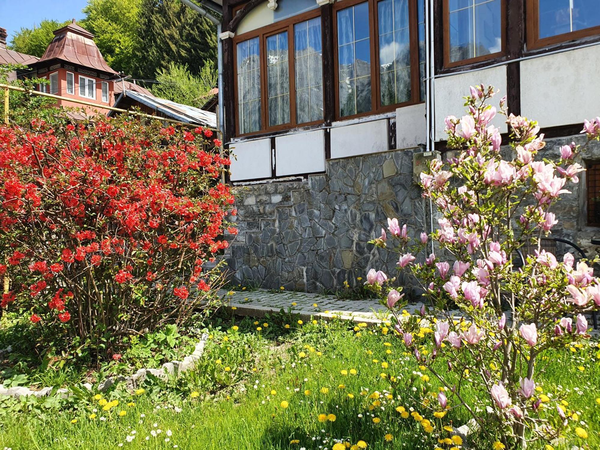 Vila Bradet Buşteni Zewnętrze zdjęcie
