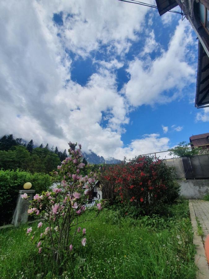 Vila Bradet Buşteni Zewnętrze zdjęcie
